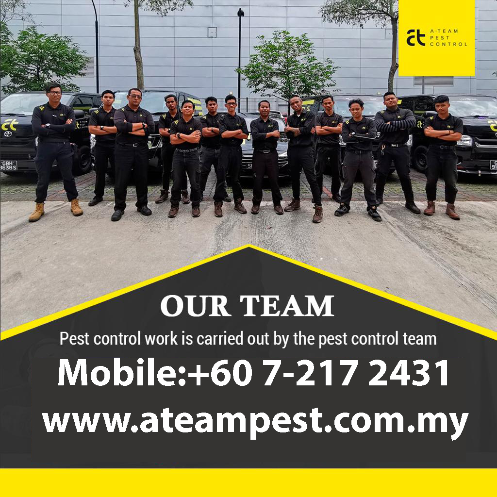 racun anai-anai paling berkesanIAteam