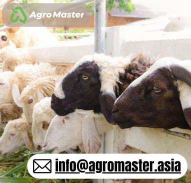 Local Korban Singapore