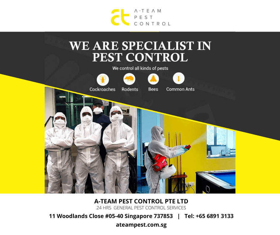 best pest control in singapore