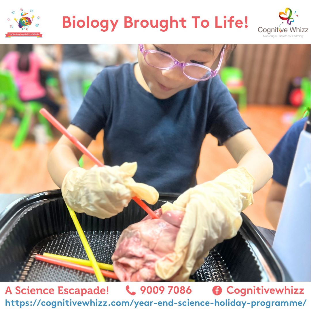Best Science year-end holiday program singaporecognitivewhiz
