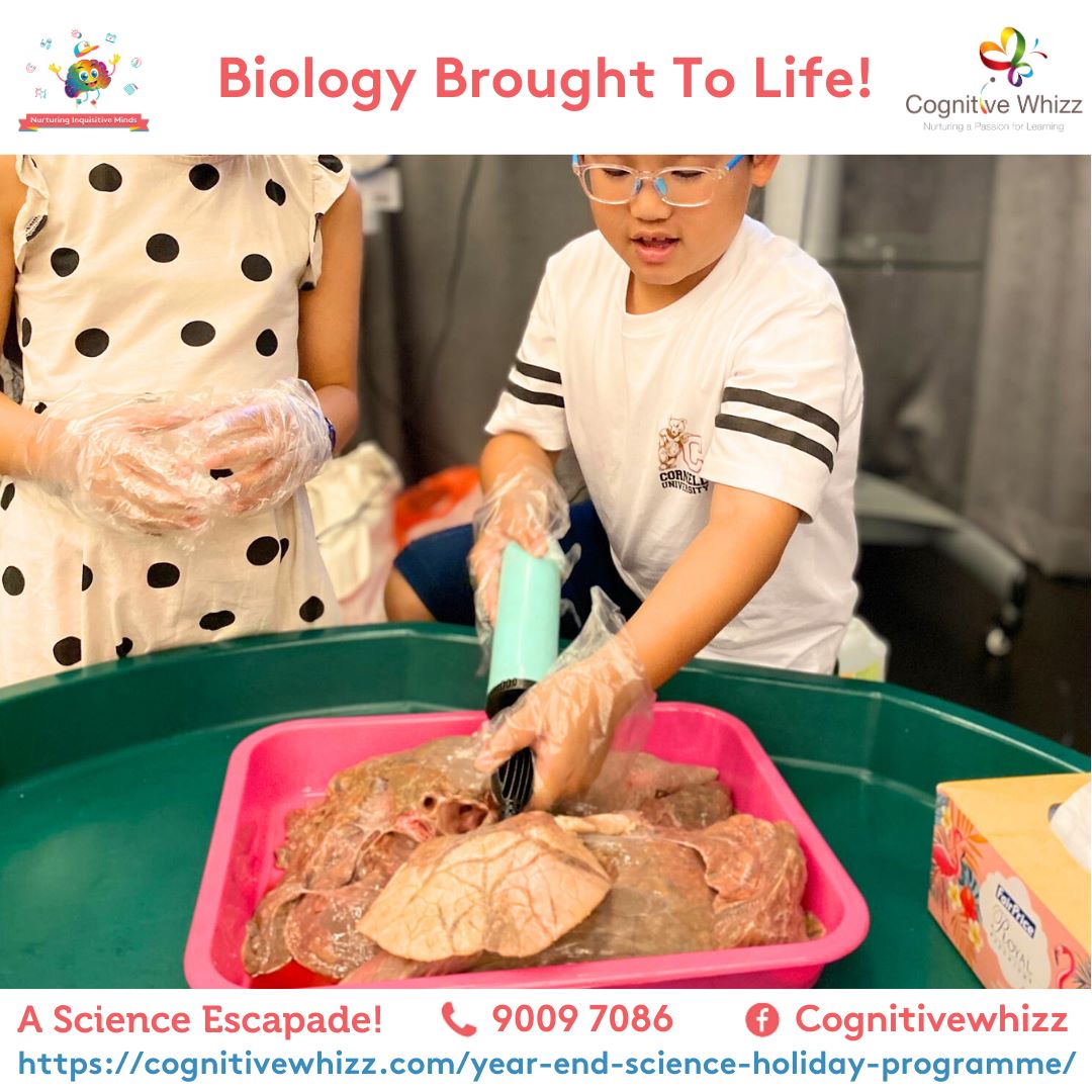 Year end holiday programme singaporecognitivewhizz