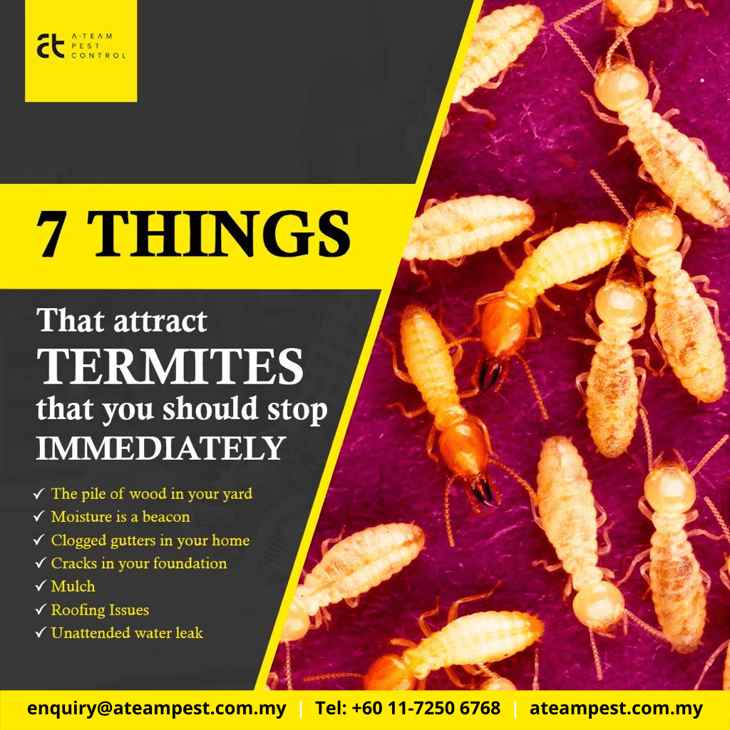 how to get rid of termites Johor